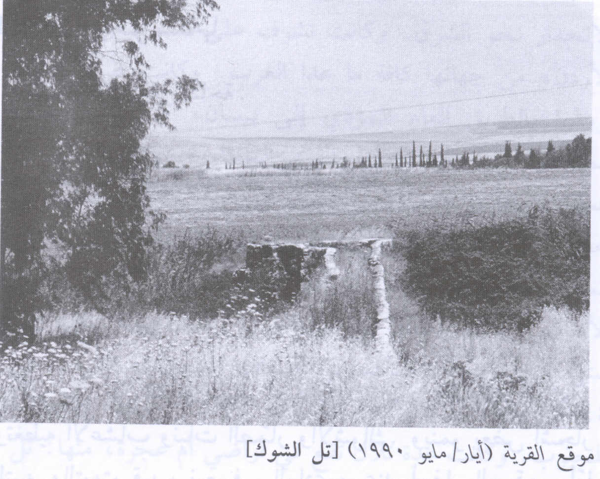 صورة لقرية تل الشوك - فلسطين: : منظر لموقع القرية التي دمرها الصهاينة وطهروا عرقياً سكانه، اُنقر الصورة لتكبيرها. 1990