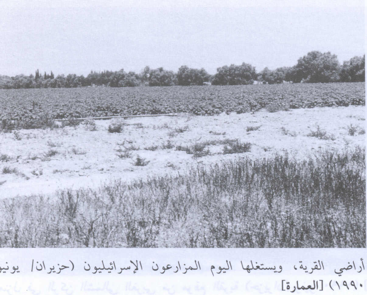 صورة لقرية العمارة - فلسطين: : اراضي القرية - 1990