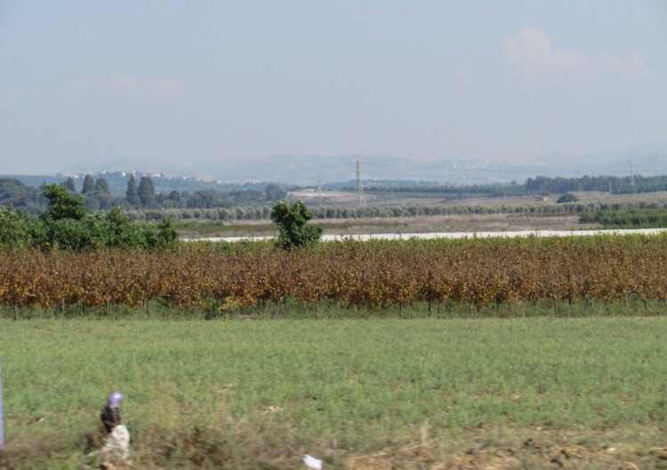 Picture for Burayka Village - Palestine: : اراضي القريه