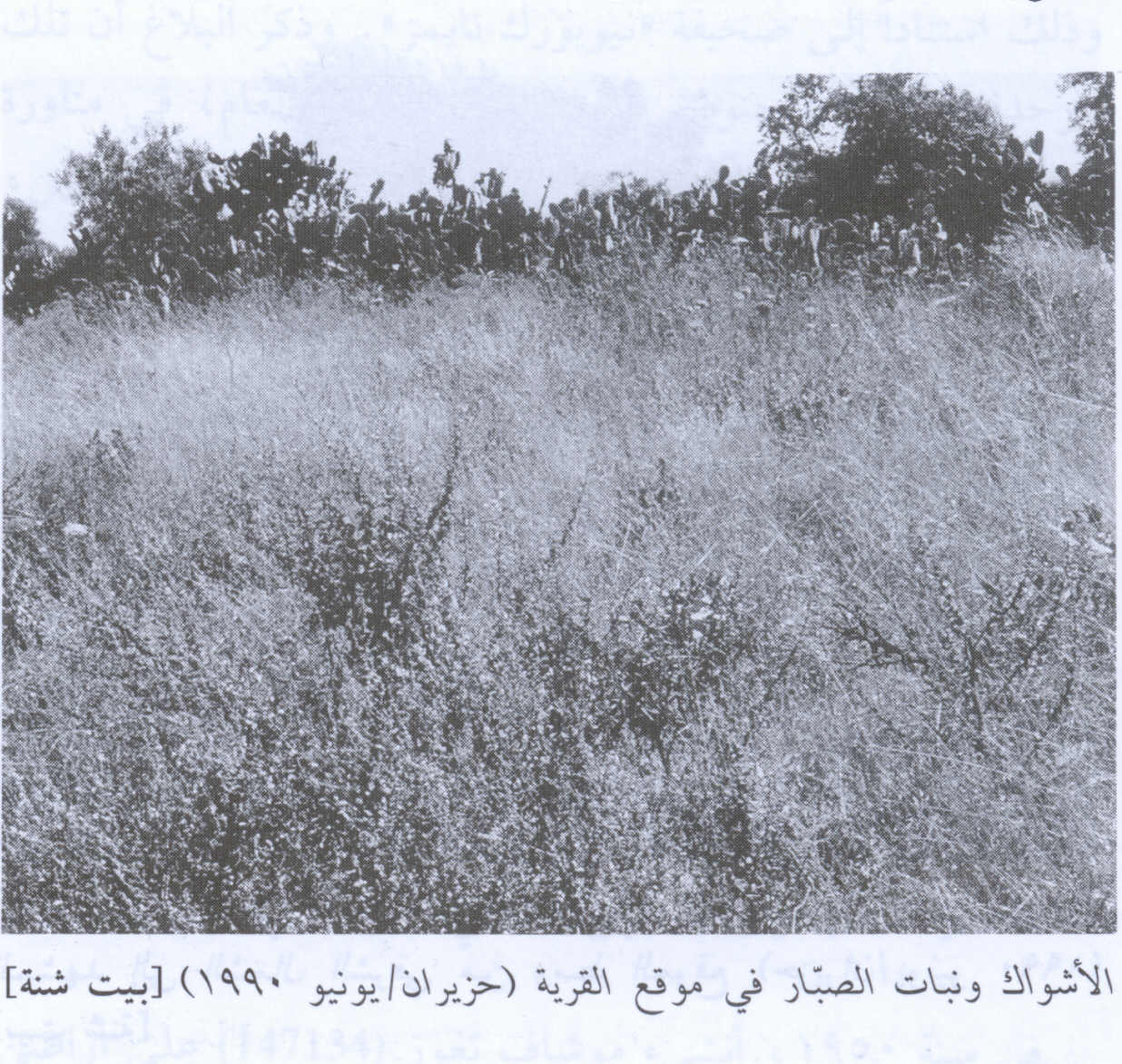 صورة لقرية بيت شنة - فلسطين: : منظر لموقع القرية التي دمرها الصهاينة وطهروا سكانها عرقيا. 1990